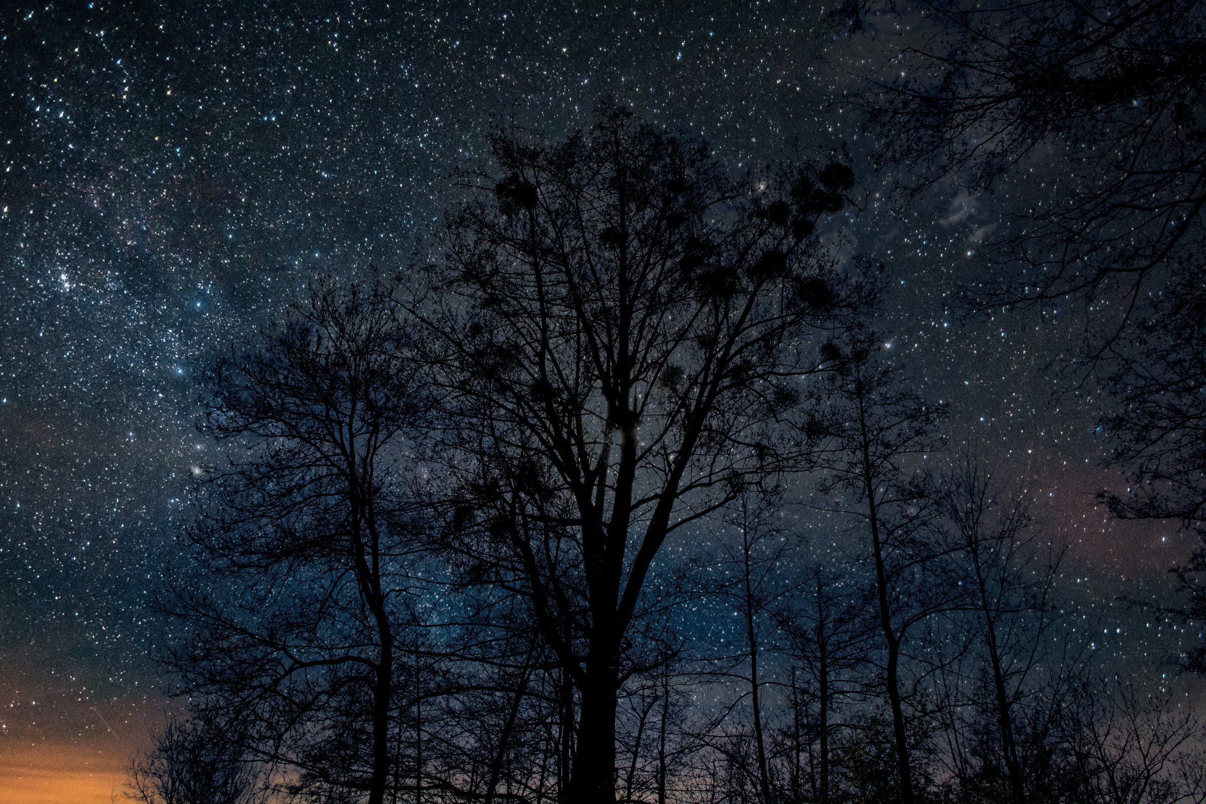 Stars over the forest